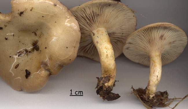 Lactarius uvidus